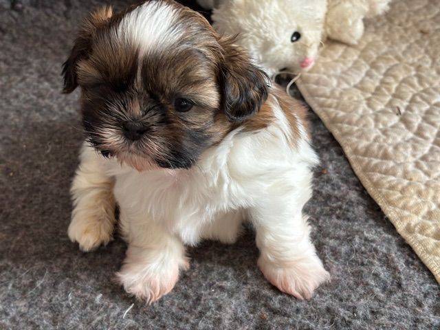 des Amours de Pyrène - Chiot disponible  - Shih Tzu