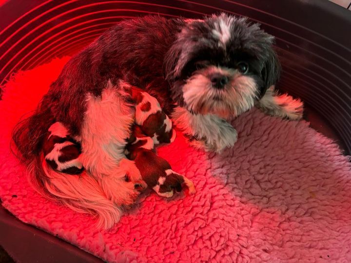 chiot Shih Tzu des Amours de Pyrène