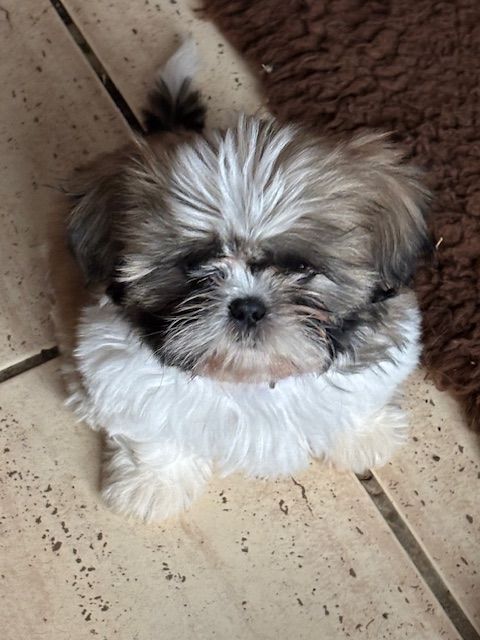 des Amours de Pyrène - Chiot disponible  - Shih Tzu