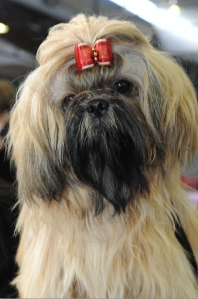 Jazz De La Jasse Provençale