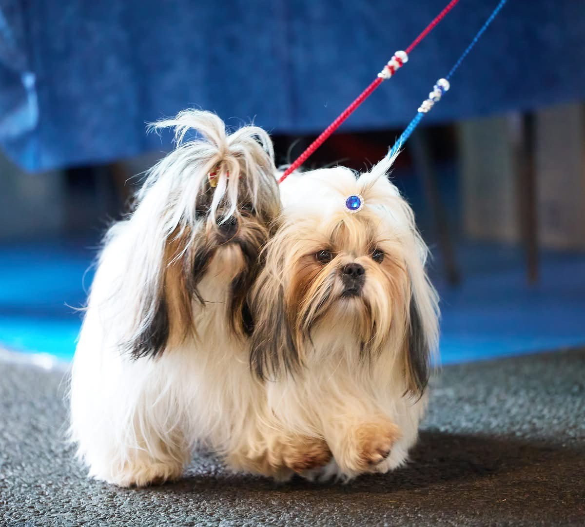 Vangelis et Vanille des amours de Pyrène sont Champions Jeunes des Expositions Nationales