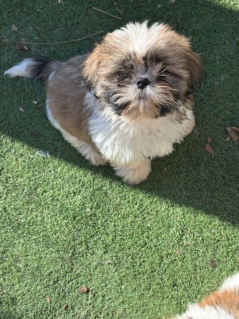 Un joli mâle shih tzu disponible