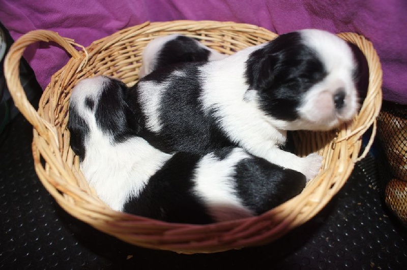 Chiots (suite)